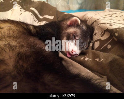 Ferret sable dormir avec sa langue dehors Banque D'Images