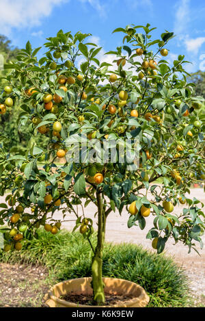 Fruits orange sur l'arbre de forme ovale ou kumquat Fortunella Margarita avec des feuilles vertes dans le pot Banque D'Images