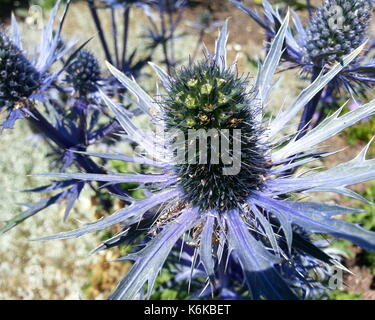 Holly mer bleu saphir Banque D'Images