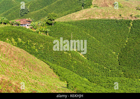 Vue d'une colline couverte de café vert luxuriant des usines près de Manizales, Colombie Banque D'Images