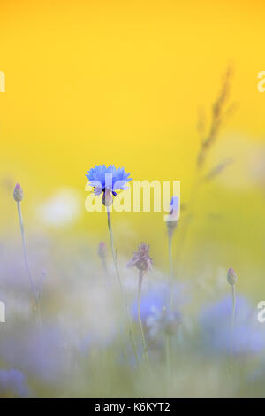 Le bleuet (Centaurea cyanus) en été. Banque D'Images