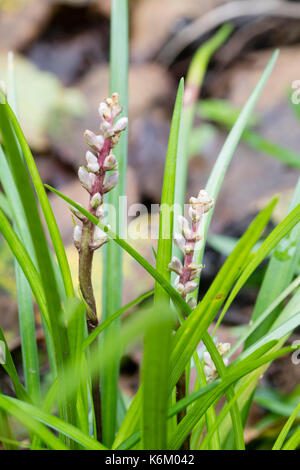 Fleurs en bouton de l'Australian produites lily turf, liriope muscari 'Isabella' Banque D'Images