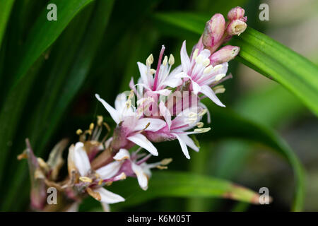 Fleurs de l'Australian produites lily turf, liriope muscari 'Isabella' Banque D'Images