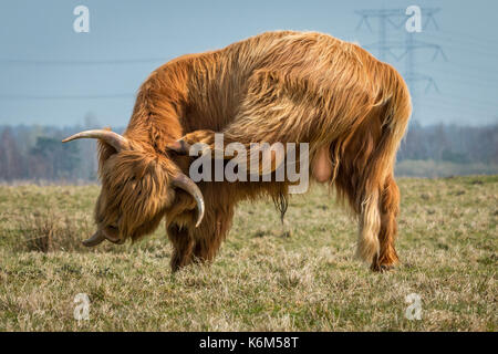 Brown highland cow se gratte la tête, collant sa langue out Banque D'Images