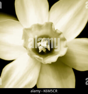 Narcisse jaune en duotone, prises à partir de ci-dessus Banque D'Images