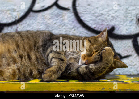 Avoir un chat midi sieste sur un banc de la rue de Sofia. Banque D'Images