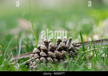 Dans l'herbe pinecone close up Banque D'Images