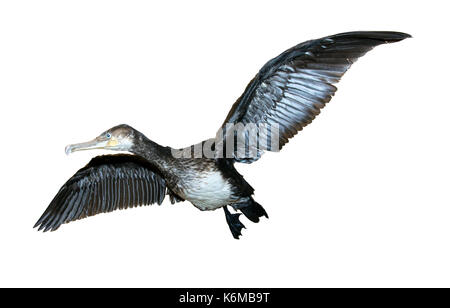 Battant le grand cormoran (phalacrocorax carbo) isolé sur fond blanc Banque D'Images