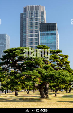 Pins sur fond d'immeubles de bureaux modernes dans la région de park, Tokyo, Japon.L'automne dans un jardin dans le centre de Tokyo Banque D'Images