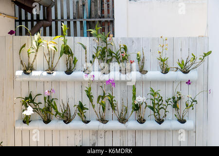 Pots de fleurs tropicales - tubes suspendu par une clôture blanche dans la cour, Laos Banque D'Images