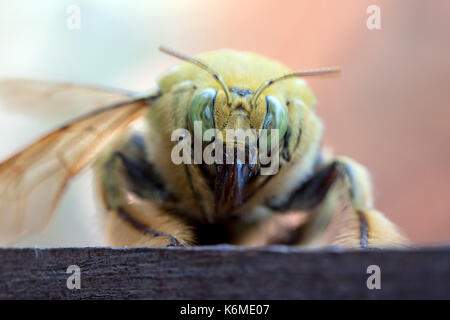 Les régions tropicales de l'abeille charpentière xylocopa, latipes, siège au bois, macro-vision Banque D'Images