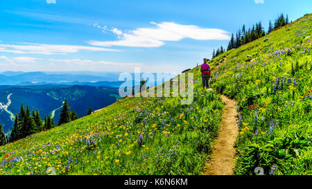 Senior woman hiking parmi les fleurs sauvages en haute montagne de la Shuswap Highlands dans le centre de la Colombie-Britannique, Canada Banque D'Images