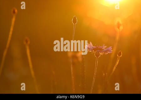 Le bleuet (Centaurea cyanus) en été. Banque D'Images