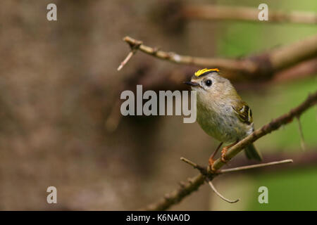 Goldcrest (Regulus regulus) au printemps Banque D'Images