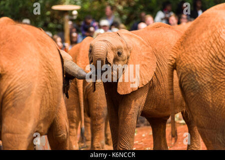 Bébé juvénile bush africain elephant (Loxodonta africana) pendant l'heure des repas à l'orphelinat des éléphants David Sheldrick, Nairobi, Kenya Banque D'Images