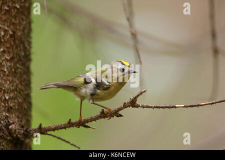 Goldcrest (Regulus regulus) au printemps Banque D'Images