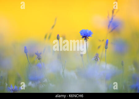 Le bleuet (Centaurea cyanus) en été. Banque D'Images