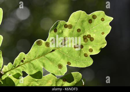 - Neuroterus quercusbaccarum les galles fleuronnée Banque D'Images