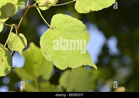 Tilleul à petites feuilles - Tilia cordata Banque D'Images