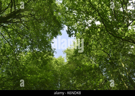 Couvert forestiers d'été Banque D'Images