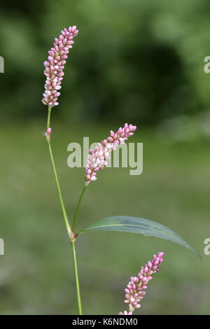 Persicaria maculosa - Banque D'Images