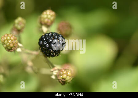 Bramble - Rubus fruticosus Banque D'Images