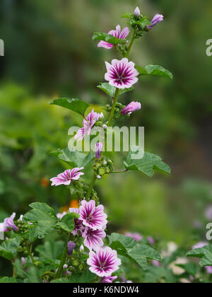 Belle floraison de jardinage fleur pourpre tête, beauté de la nature, capitule ; fraîcheur ; feuille ; moderne ; la nature ; à l'extérieur ; plante ; pétales pourpre ; rose ; Banque D'Images