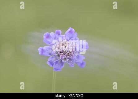 Petit scabious - Scabiosa columbaria Banque D'Images
