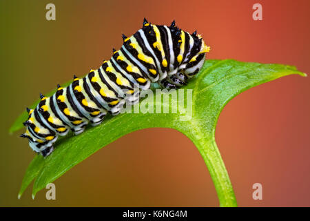 Black Swallowtail Butterfly Papilio polyxenes - (Caterpillar) également connu sous le nom de ver de Panais Persil ou Caterpillar Caterpillar reposant sur un nouveau Parsl Banque D'Images