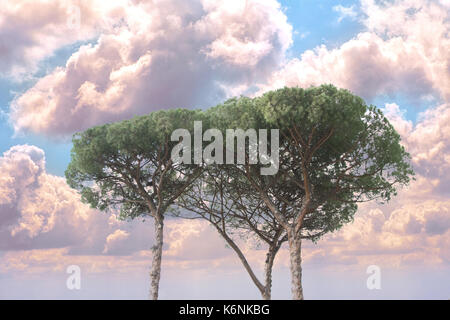 Groupe d'arbres de pin maritime près de Rome, Italie Banque D'Images