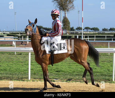 Cheval ˆ l'žchauffement Banque D'Images