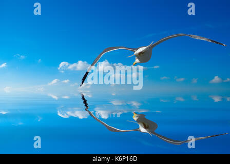 Illustration d'une mouette planeur sur l'océan Banque D'Images