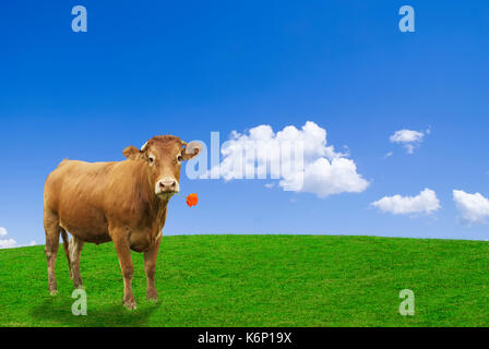 Vache brune dans un mot agricole idéal de manger un coquelicot rouge. Banque D'Images