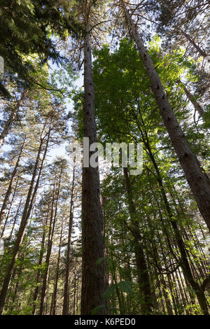 Vue de dessous de grands arbres dans un bois au printemps Banque D'Images