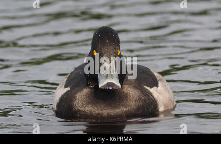 Duck Aythya fuligula sur la rive du fleuve Banque D'Images