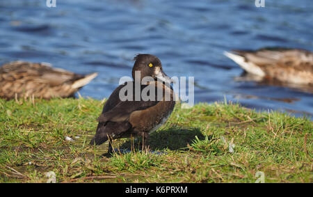 Duck Aythya fuligula sur la rive du fleuve Banque D'Images