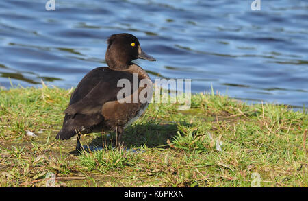 Duck Aythya fuligula sur la rive du fleuve Banque D'Images