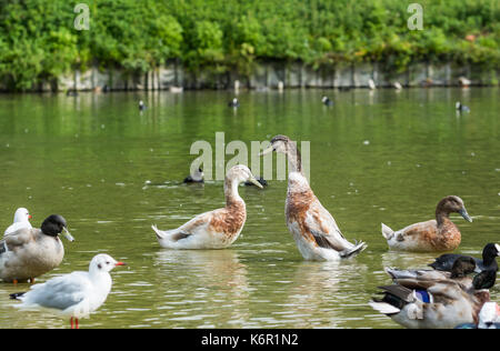 Coureur indien (Anas platyrhynchos domesticus) dans un lac dans le West Sussex, Angleterre, Royaume-Uni. Banque D'Images