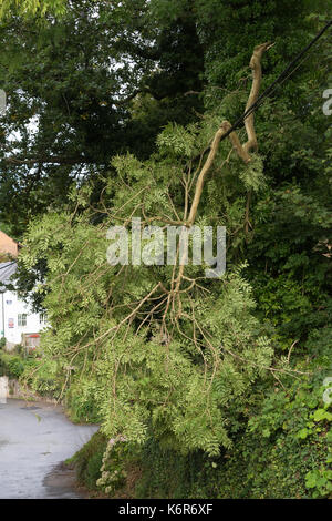 Direction générale de l'arbre tombé enroulé autour d'une ligne électrique à la suite de vents violents, Pembrokeshire, uk Banque D'Images