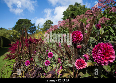 Egham, UK. 13 Sep, 2017. Dahlia 'Hot Chocolate' dans une frontière herbacées au Savill Garden. Créée dans les années 1930, le 35-acre Savill Garden contient une série de jardins et de bois y compris les jardins cachés, bois de printemps, l'été, jardins, la Nouvelle-Zélande, le jardin, le bois d'été des sous-bois, bois de l'automne et l'hiver d'appoint. Credit : Mark Kerrison/Alamy Live News Banque D'Images