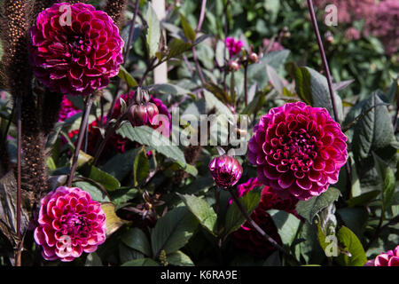 Egham, UK. 13 Sep, 2017. Dahlia 'Hot Chocolate' dans une frontière herbacées au Savill Garden. Créée dans les années 1930, le 35-acre Savill Garden contient une série de jardins et de bois y compris les jardins cachés, bois de printemps, l'été, jardins, la Nouvelle-Zélande, le jardin, le bois d'été des sous-bois, bois de l'automne et l'hiver d'appoint. Credit : Mark Kerrison/Alamy Live News Banque D'Images