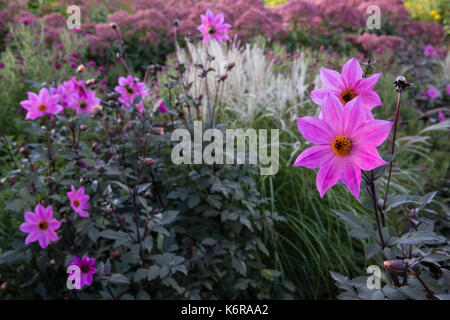 Egham, UK. 13 Sep, 2017. Dahlia "magenta Star' dans une frontière herbacées au Savill Garden. Créée dans les années 1930, le 35-acre Savill Garden contient une série de jardins et de bois y compris les jardins cachés, bois de printemps, l'été, jardins, la Nouvelle-Zélande, le jardin, le bois d'été des sous-bois, bois de l'automne et l'hiver d'appoint. Credit : Mark Kerrison/Alamy Live News Banque D'Images