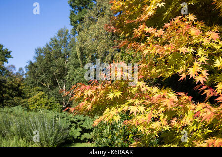 Egham, UK. 13 Sep, 2017. Les feuilles de l'Acer palmatum 'Sango Kaku' passe au rouge au début de l'automne au jardin Savill. Créée dans les années 1930, le 35-acre Savill Garden contient une série de jardins et de bois y compris les jardins cachés, bois de printemps, l'été, jardins, la Nouvelle-Zélande, le jardin, le bois d'été des sous-bois, bois de l'automne et l'hiver d'appoint. Credit : Mark Kerrison/Alamy Live News Banque D'Images