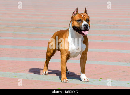 American Staffordshire terrier en plein visage. l'American Staffordshire terrier est dans le parc de la ville. Banque D'Images