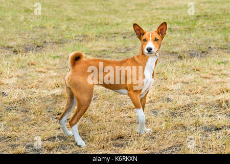 Regarde BASENJI Basenji. est sur l'herbe dans le parc. Banque D'Images