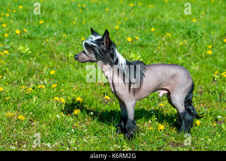 Chien Chinois à Crête noire. les promenades pour chien chinois à crête sur l'herbe du parc. Banque D'Images