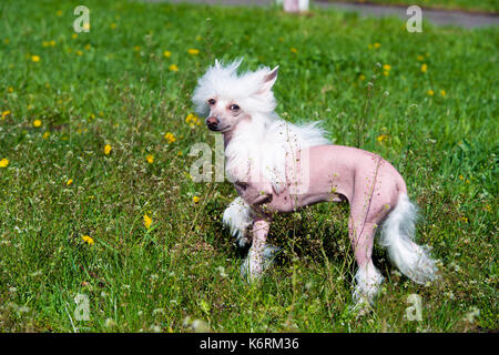 Chien Chinois à Crête sur l'herbe. le chien chinois à crête marche sur l'herbe du parc. Banque D'Images