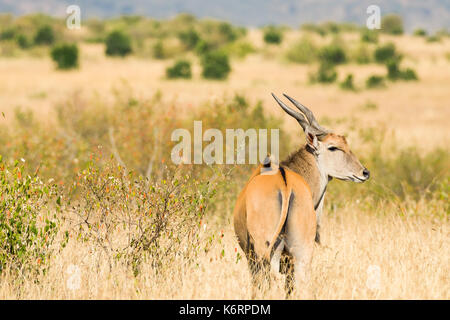 Commune de Bull Éland du Cap (Taurotragus oryx) dans l'herbe haute, Masai Mara, Kenya Banque D'Images