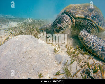 Adultes grand tortue de mer verte (Chelonia mydas) pâturage dans la mer rouge, Marsa Alam, Egypte Banque D'Images