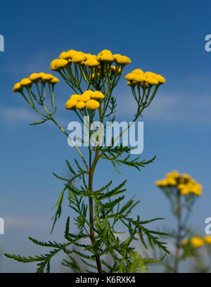 Fleurs de tanaisie jaune Banque D'Images